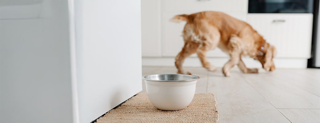 Image of a dog bowl and dog walking away in the distance